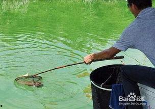 野外钓鲫鱼视频高清