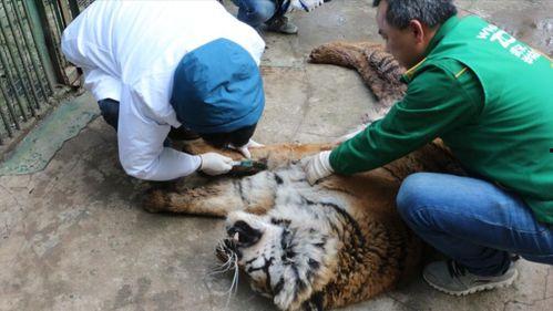 老虎杀人视频,老虎杀人事件现场还原