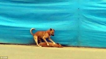 小狗骑车视频,小狗骑车大冒险