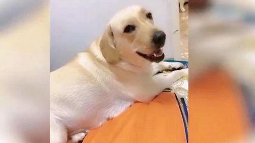 小狗搞笑视频大全,小狗搞笑视频大盘点