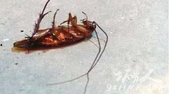 长虫视频,揭秘神秘生物的奇幻世界