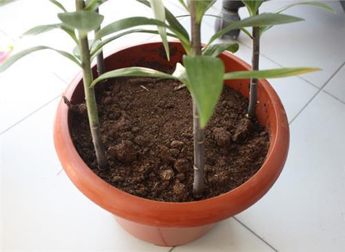 百合花开后剪枝视频,百合花开后剪枝技巧解析