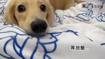 蓝石狗视频,探寻神秘蓝石狗的奇幻之旅