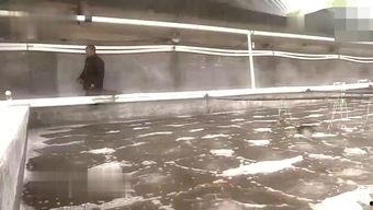 养犬致富视频,揭秘视频中的成功养殖秘诀