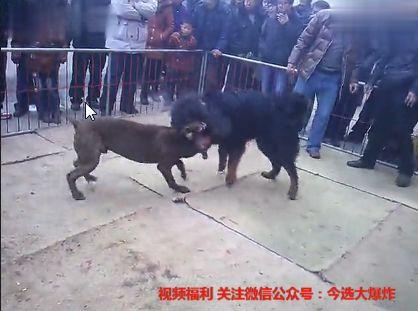 比特犬大嘴vs杀戮视频,生死对决，谁将称霸巅峰？