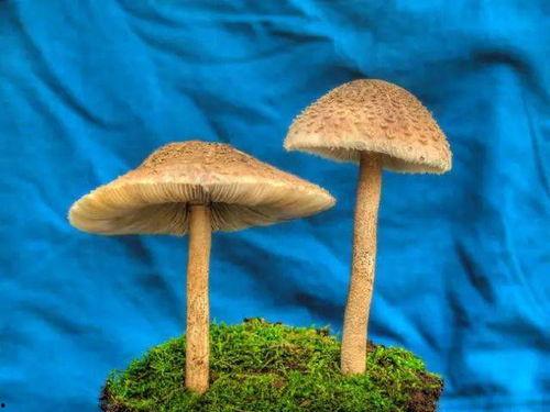 蘑菇视频看片,探索光影世界，尽享视听盛宴